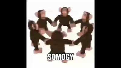 Somogy