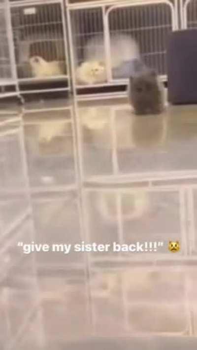 Give the sister back!