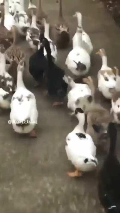 Trying to look normal in the crowd