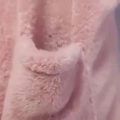 Kitten finds a pocket dimension