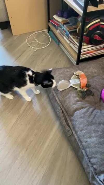 He hates this dog toy. I don’t know why he does this to himself.