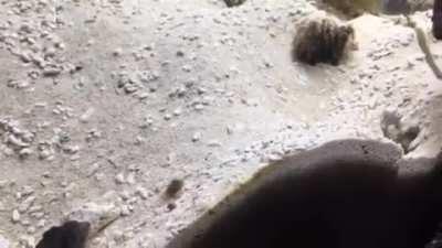 Two fish barfing dirt back and forth on each other