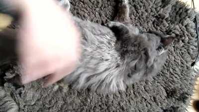 Would anyone like to see a fluffy kitty belly?