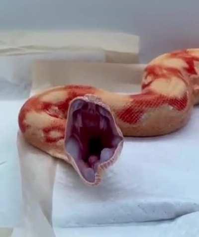 A snake yawning