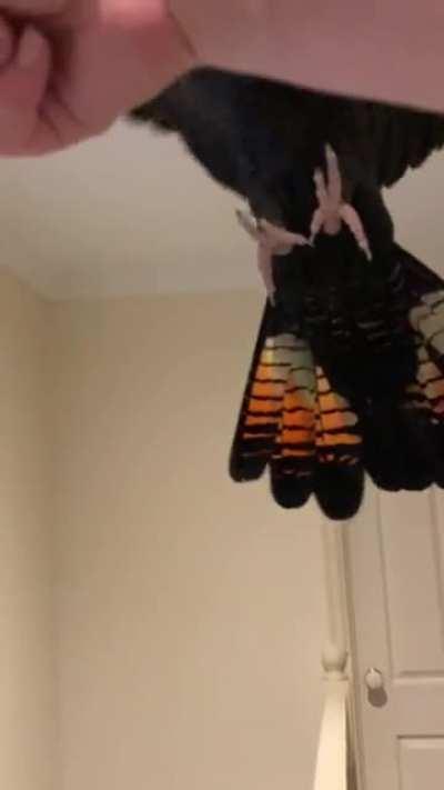 Winston bringing in the new year with a new tail 🔥 my beautiful boy has finished molting