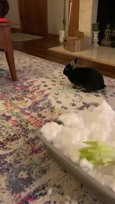 Gary is enjoying his first experience with snow!