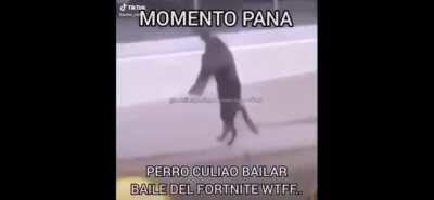 SIMPLEMENTE PERRO FORNITE