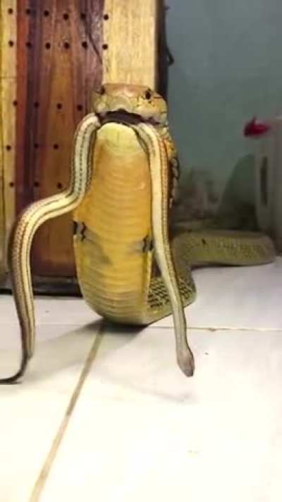 Unlike other species of snake that hiss, King Cobras can growl!