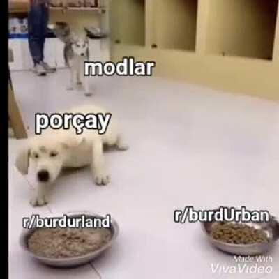 porçay cinsel ihtiyaçlarını gideriyor