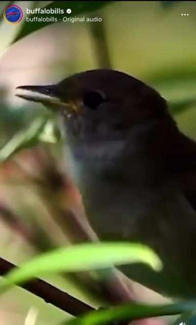 Actual post from Buffalo Bills IG account