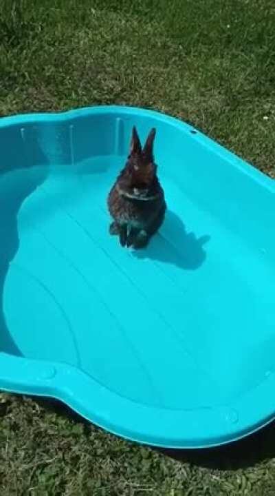 To all the people who said I'm taking bad care of my bunnies: Chara loves his little pool and goes in it when it's hot. He's a happy bunny.