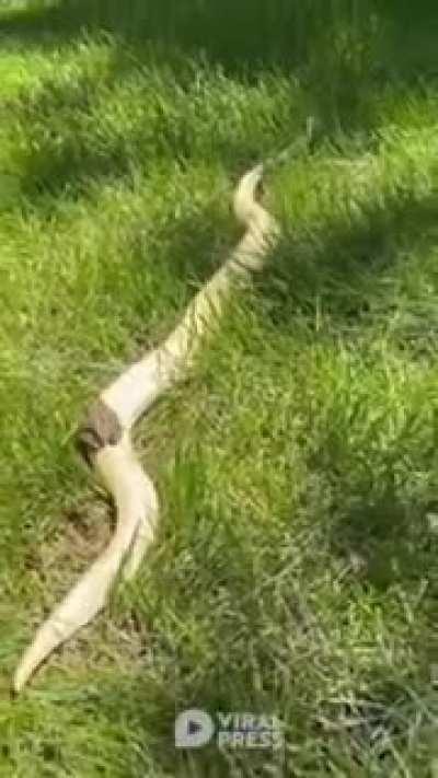 Master Jiraiya and Scientist Orochimaru Chilling