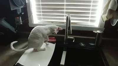 Cat performing science to determine the magic of the automatic water supply