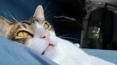 Hiccup yelling at the birds