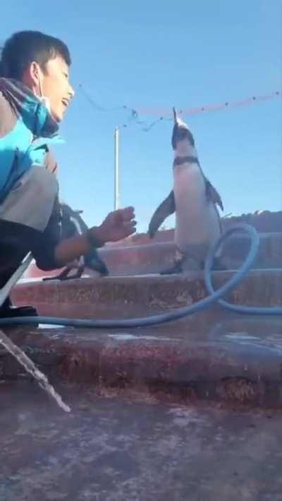 Penguins are empathetic