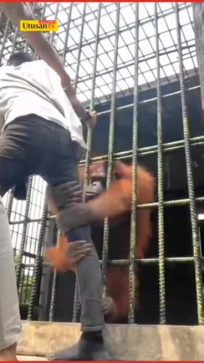 Malaysian influencer facing consequence of trying to make content at no entry zone in zoo.