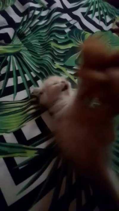 smol catto being attacked by an equally smol teddy bear