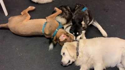 My dog (husky) and her best friend at daycare. They do this all the time. (watch with sound on)