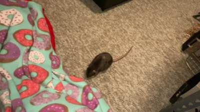 My adorable rat Cracker doing some of her favorite tricks!