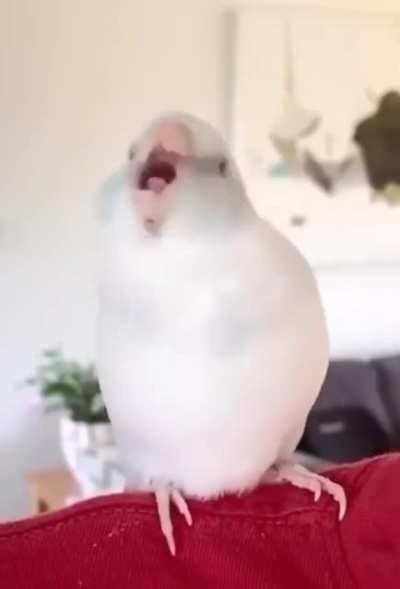 Little bird's got some moves