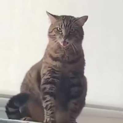 This week is going to be spicy. Let the cats out guys.