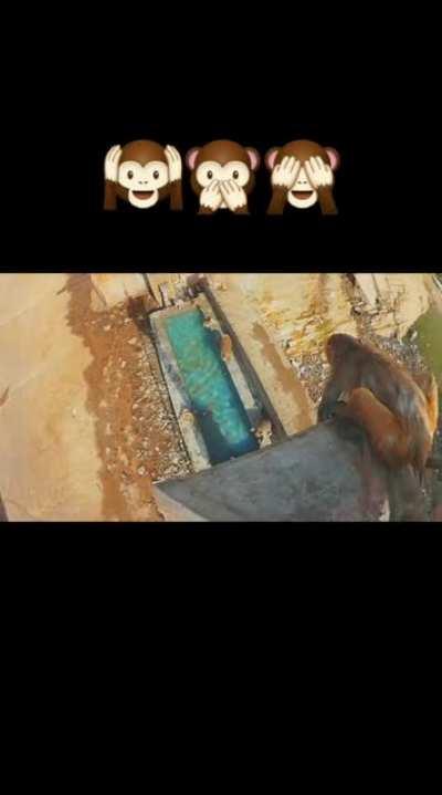 Baby Monkey Takes First Dive