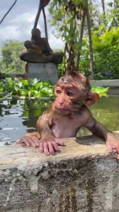Monkee taking a bath