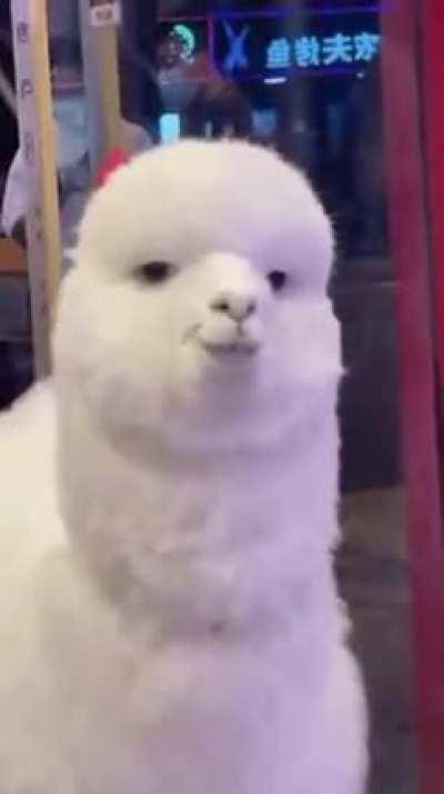 Shameless Shama The Lama