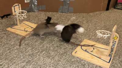 My smol pet rats Coffee and Cracker playing the spooky version of vs basketball!