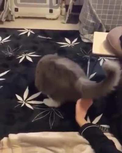 Momma trusting her illegal kitties to her owner