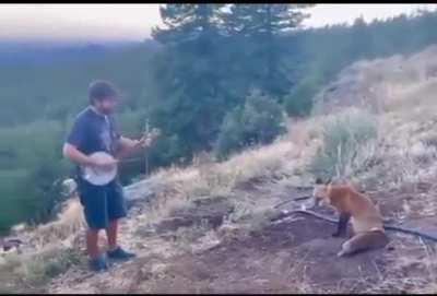 A passing fox sits to listen to the music