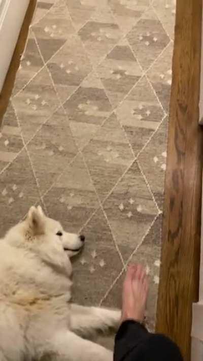 My fluffball blocks the entire hallway and tries to trip people that walk by