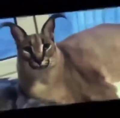 Happy floppa Friday guys