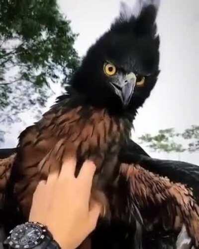 🔥 The black and chestnut eagle