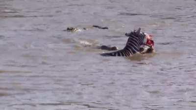 Crocodile catches young Zebra. Warning! Extremely graphic video.