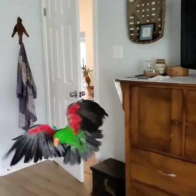 Мой попугай электус (благородный попугай) пролетает сквозь щель между дверью и косяком
