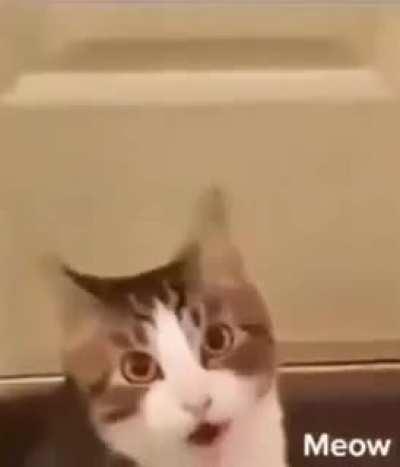 MEoW!?