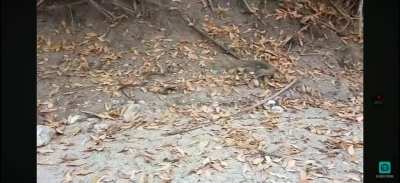 Juvenile komodo dragon attack snake