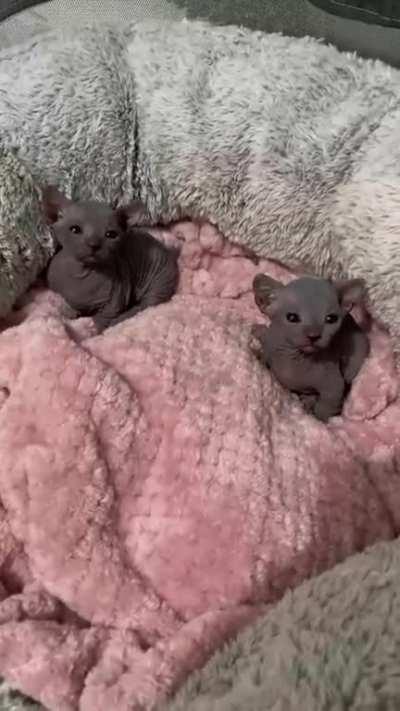 Sphinx. First babies. They look unusual, but are so nice to the touch