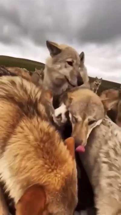 Frenchie is a Coyote now.