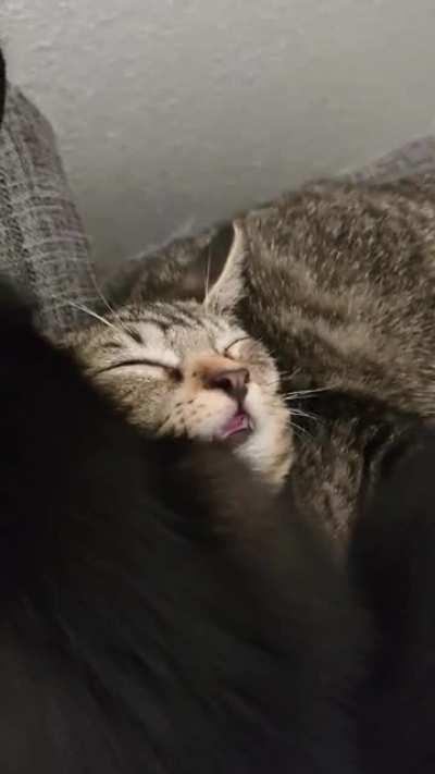 Lazy lounge day at 11 weeks old