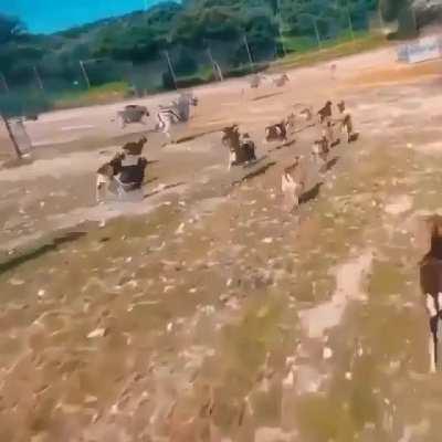 Best flying kick i’ve seem so far