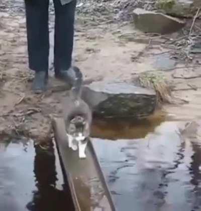Cats really doesn't like water!