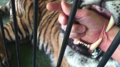 Tiger giving its caretaker the classic feline love bites.