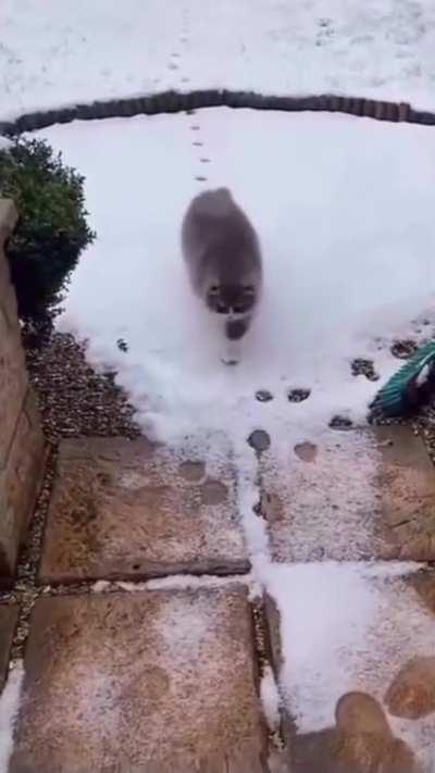 Cats are perfectionists