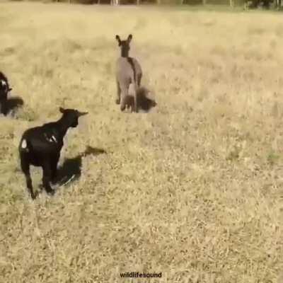 Heard Reddit Likes When You Show A Little Ass