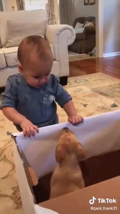 Little boy getting a dog..