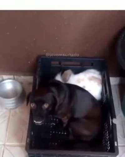 Cade as folha carae?!