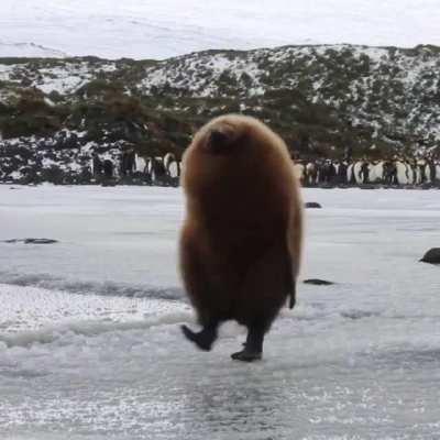 You can almost see the “oh hek what have I done” in its brain when it falls