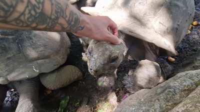 With little to no fear of man, the Giant Seychelles Tortoise was hunted to near extinction in 1840. They were rediscovered and protected. Also, they love head scratches.